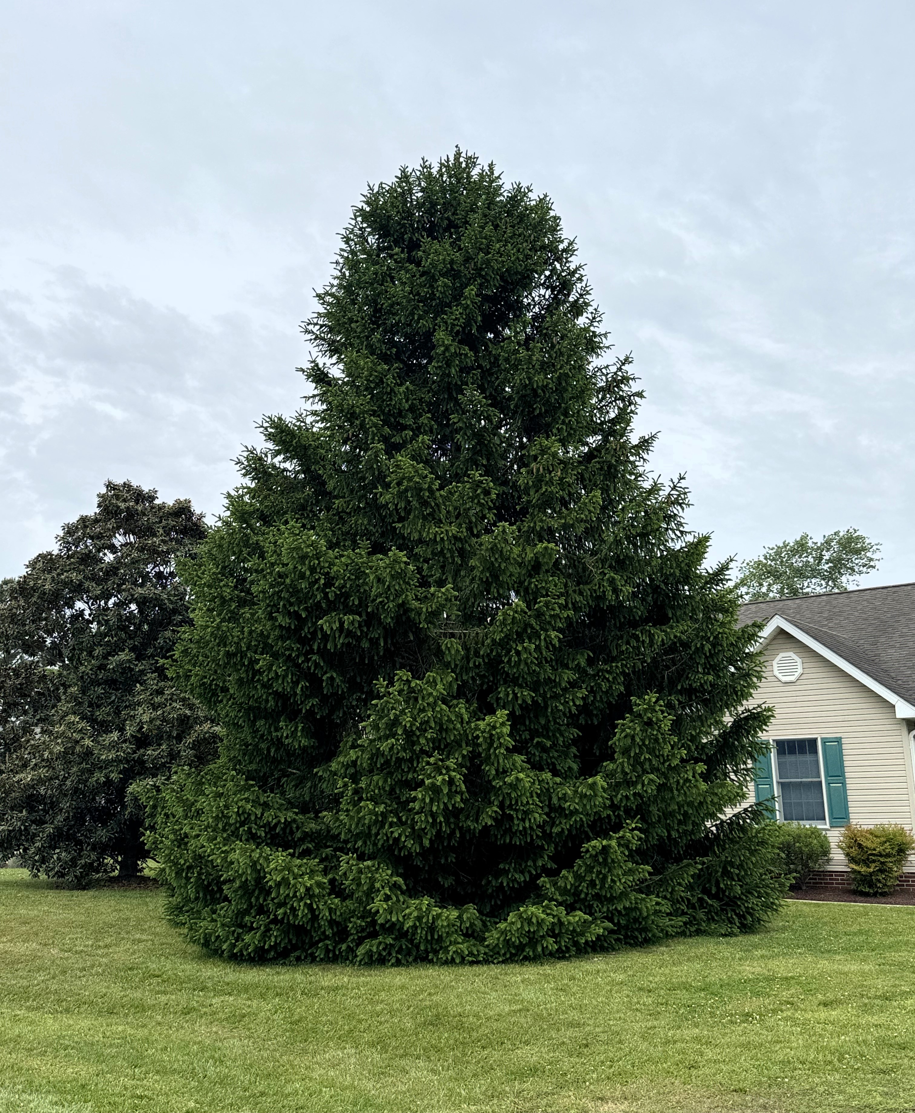 Image of large tree on lawn of house