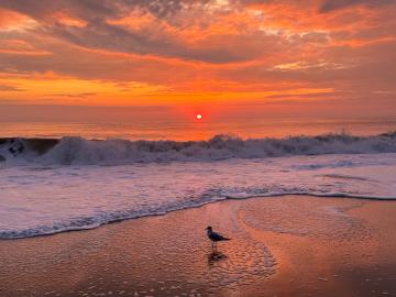 Sunrise at shoreline with one seagull on sand